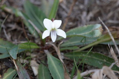 Viola vittata