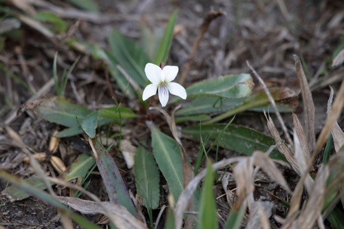 Viola vittata, photograph 1