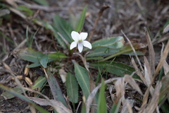 Kim, CC BY, iNaturalist via GBIF Viola vittata, photograph Kim, CC BY, iNaturalist via GBIF