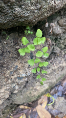 Adiantum capillus-veneris