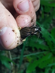Carabus melancholicus