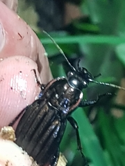 Carabus melancholicus