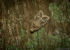 Copromorpha phaeosticta