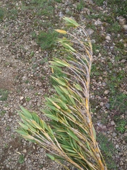 Chusquea subtessellata