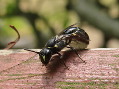 Hylaeus