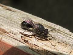 Hylaeus