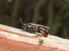Hylaeus