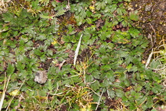 Azorella crenata