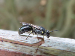 Hylaeus