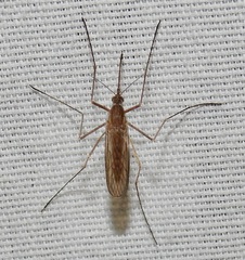 Culiseta inornata