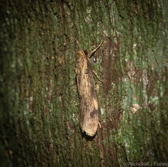 Graphosia stenopepla