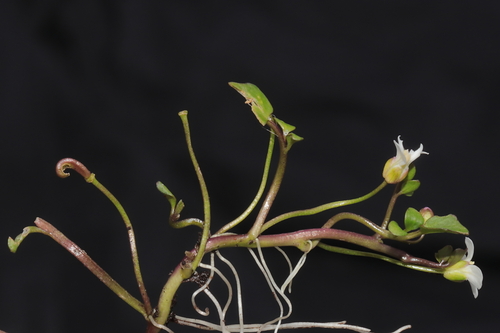 Cardamine bonariensis (Cardamine bonariensis)