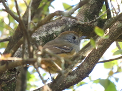 Thamnophilus caerulescens