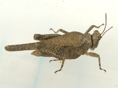 Tetrix arenosa