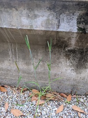 Poaceae