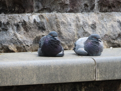 Columba livia domestica