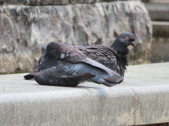Columba livia domestica
