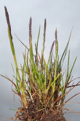 Calamagrostis vicunarum