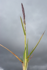 Calamagrostis vicunarum