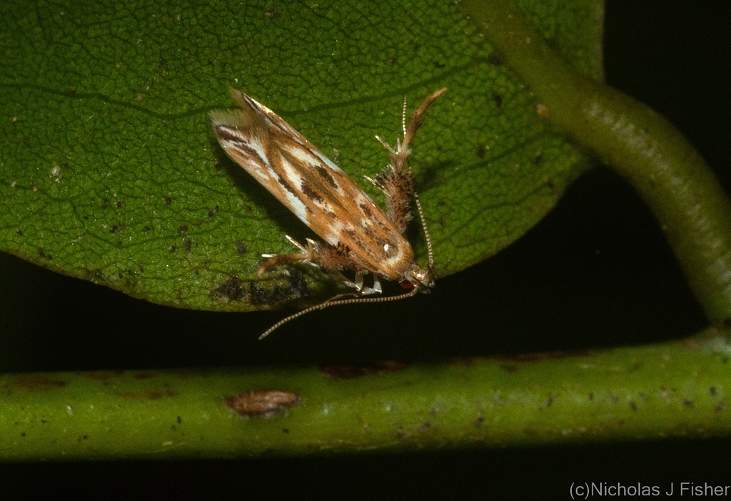 Isorrhoa aphrosema