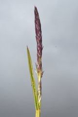 Calamagrostis vicunarum