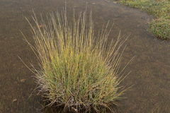 Festuca rigescens