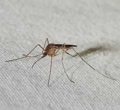 Culiseta inornata