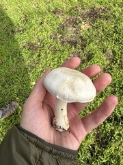 Agaricus xanthodermus