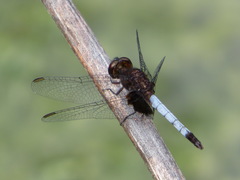 Erythrodiplax minuscula