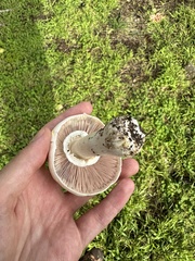 Agaricus xanthodermus