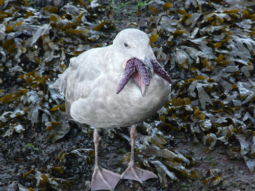 gaivota-do-mar-de-bering (Larus glaucescens)