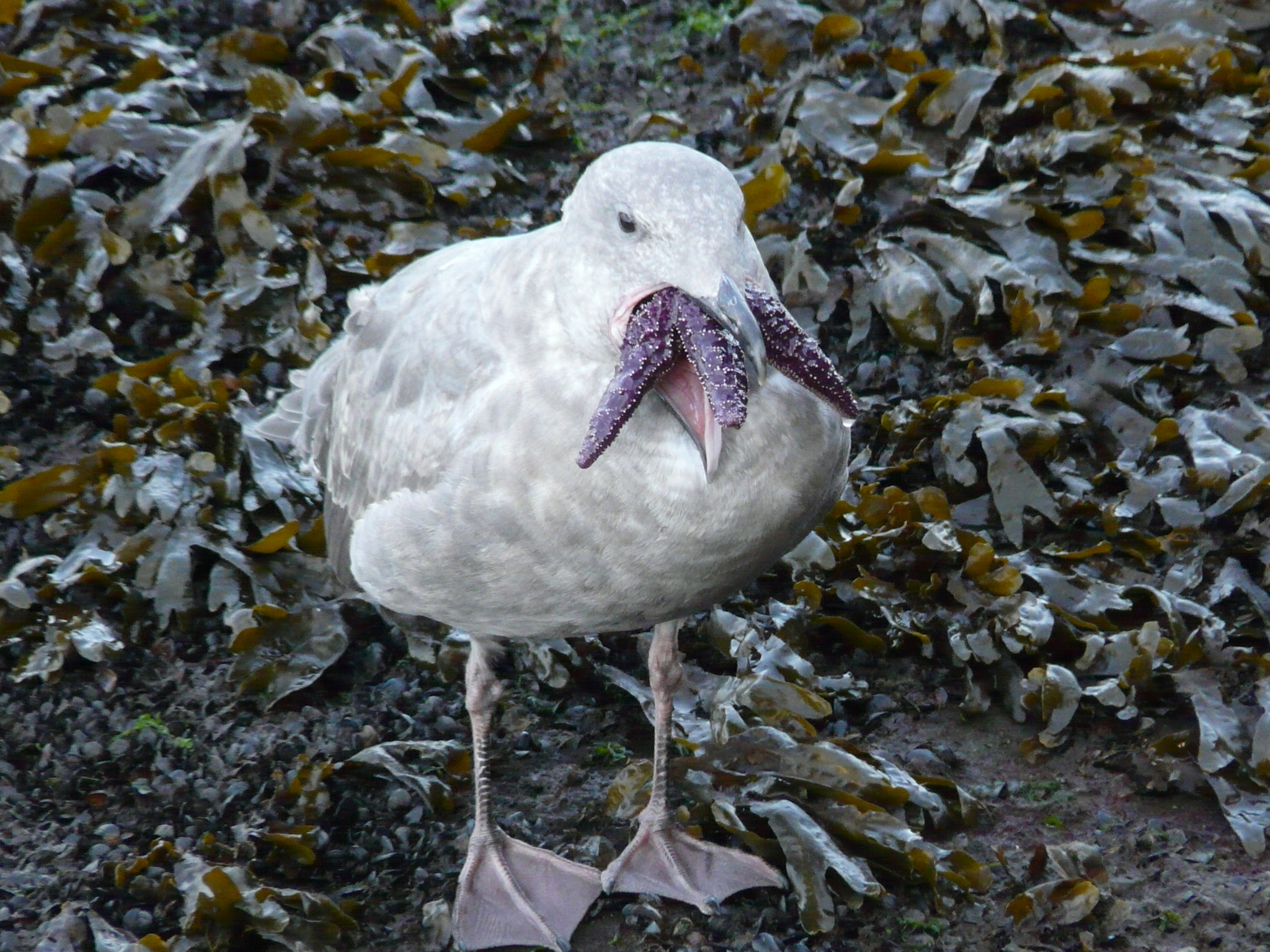 Glaucous-winged Gull (Larus glaucescens)