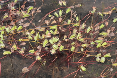 Alchemilla diplophylla