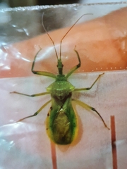 Ploeogaster