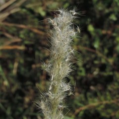 Bothriochloa torreyana