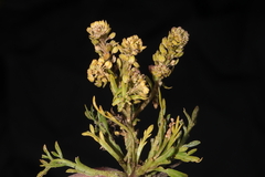 Lepidium bipinnatifidum