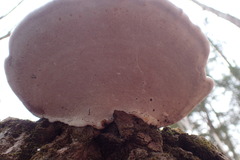 Ganoderma megaloma