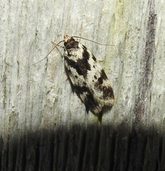 Barea confusella