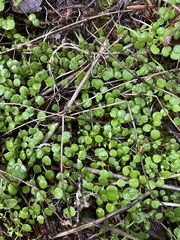 Nemophila parviflora