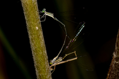 Rhadinosticta simplex