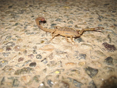 Centruroides elegans