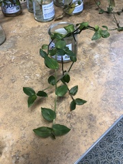 Tradescantia fluminensis