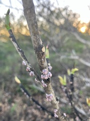 Ceroplastes rusci