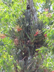Aechmea zebrina