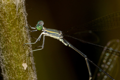 Rhadinosticta simplex