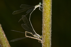 Rhadinosticta simplex
