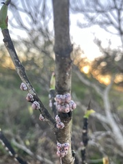 Ceroplastes rusci