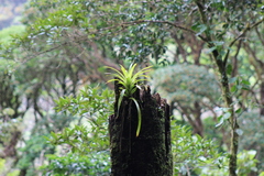 Guzmania