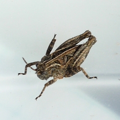 Tetrix ornata