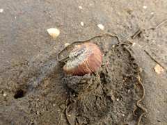 Amphibola crenata